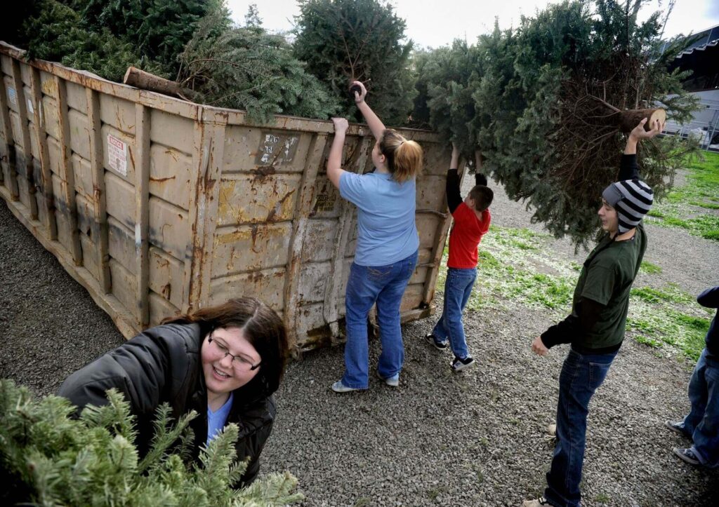 Tree Removal Dumpster Services-Greeley’s Premier Dumpster Rental & Roll Off Services